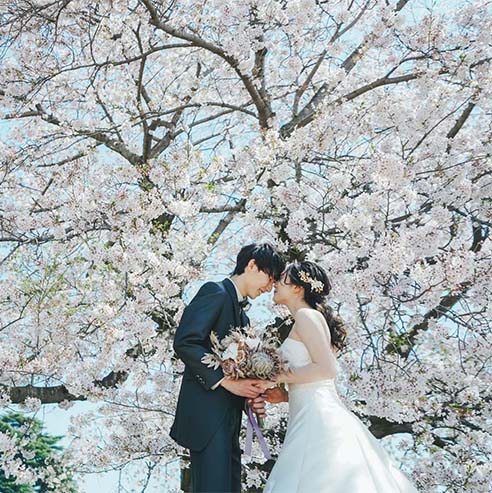 桜フォトウェディング ギャラリー4