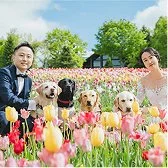 チューリップのウェディングフォトギャラリー2