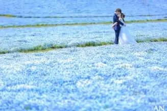 満開のネモフィラ！ 海ノ中道海浜公園