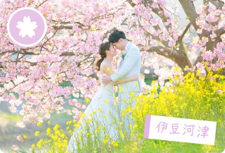 【桜】伊豆河津