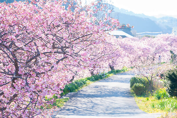 期間限定】河津桜ロケーションフォトプラン2022  スタジオAQUA  前 